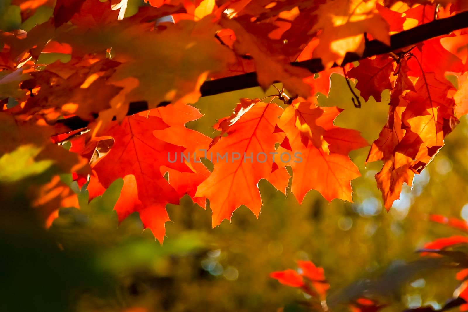 Red maple leaves against a blue sky in the autumn sunlight. In the park on a sunny day.