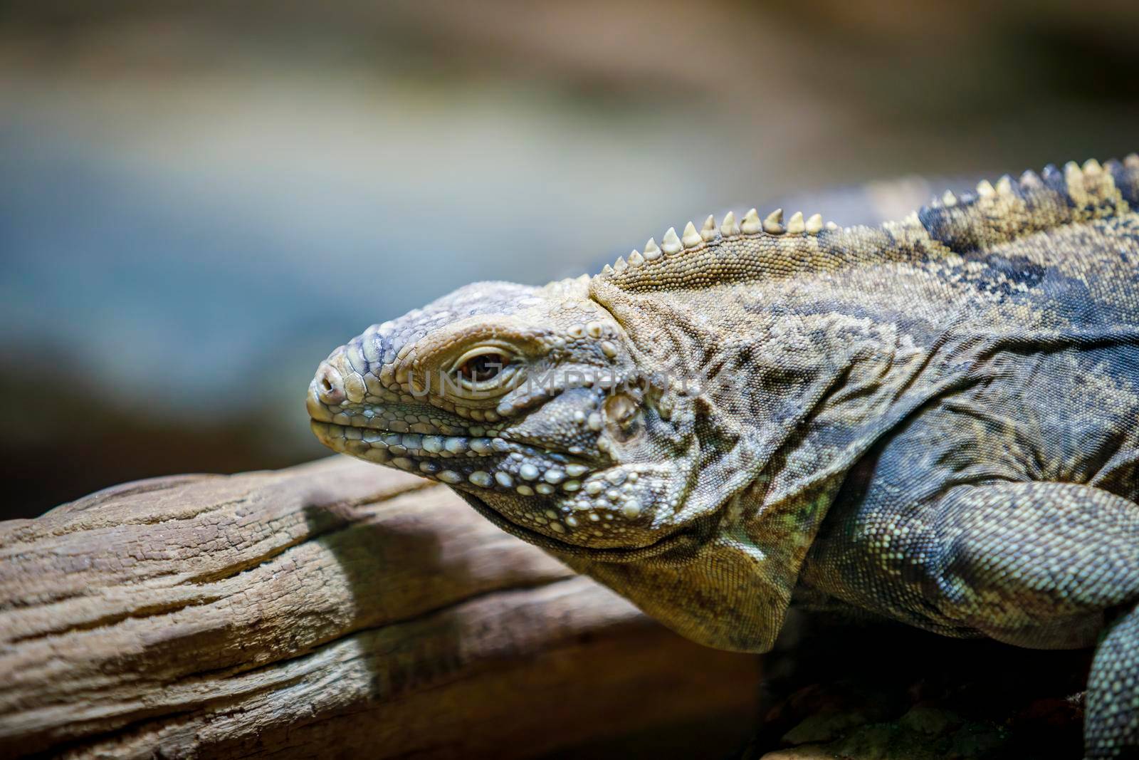 A large lizard monitor lizard crawls on a log. Close-up.