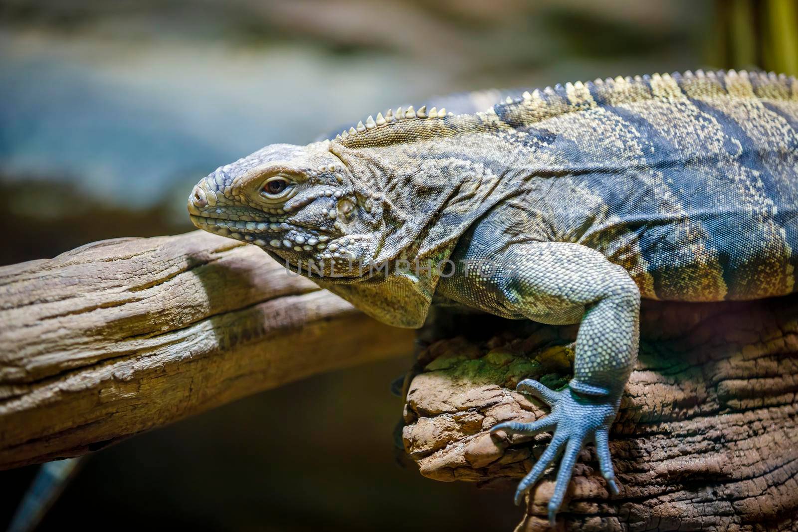 A large lizard monitor lizard crawls on a log. Close-up.