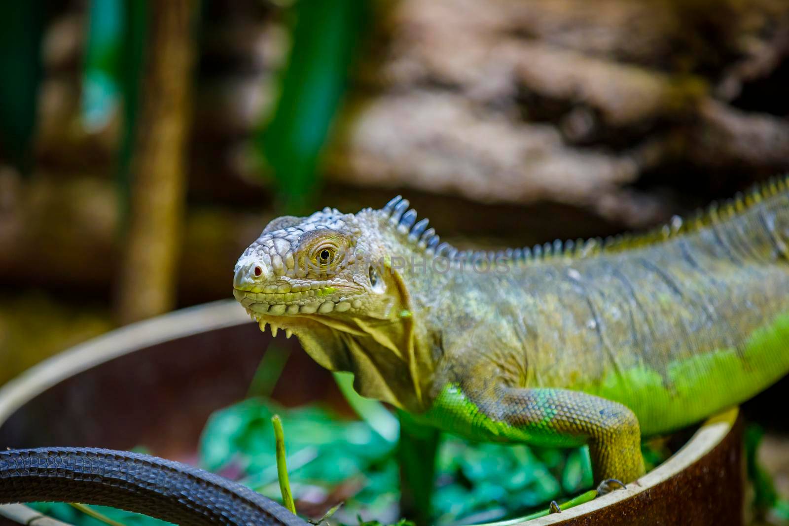 A large lizard monitor lizard crawls on a log. Close-up.