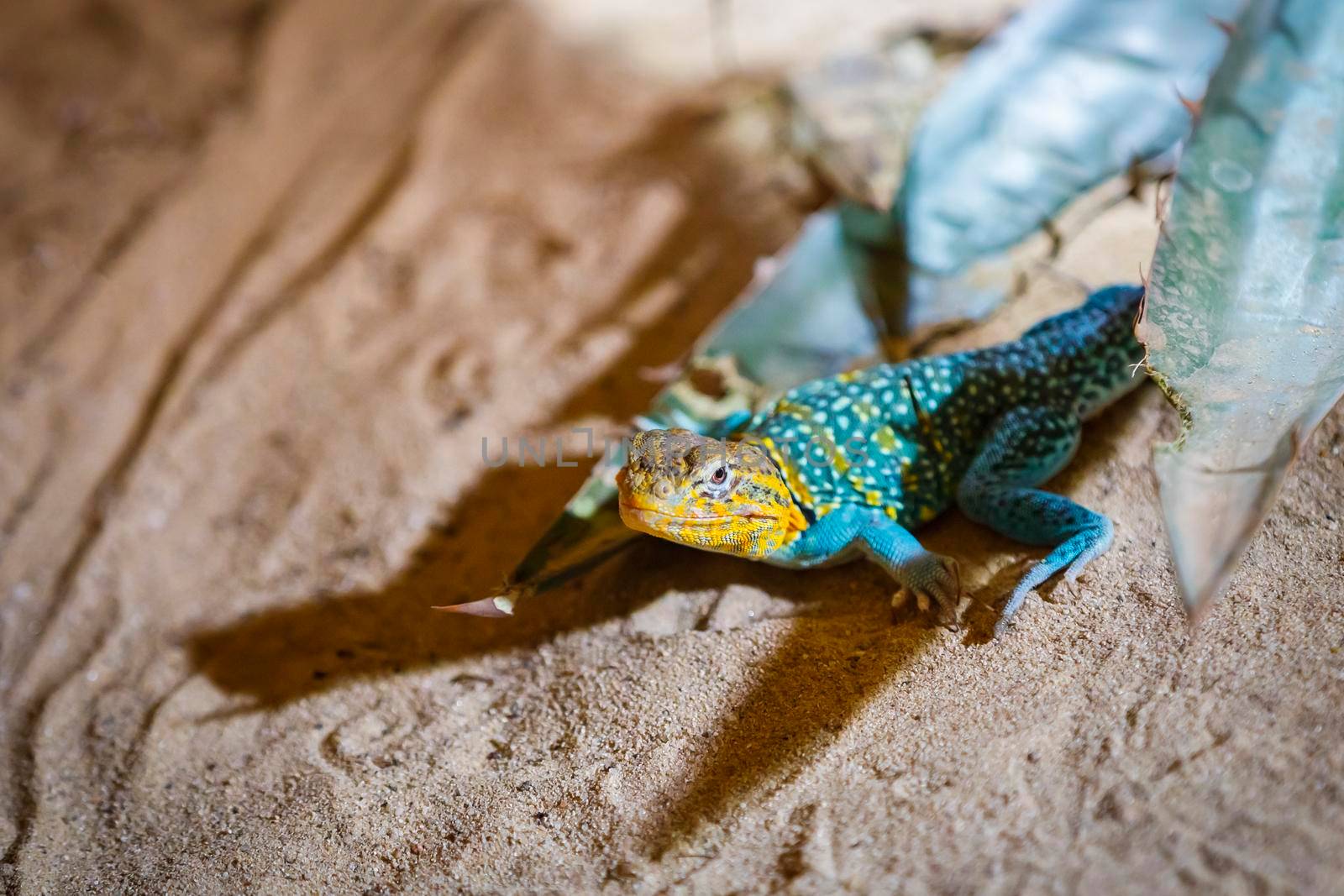 A large lizard monitor lizard crawls on a log. Close-up.