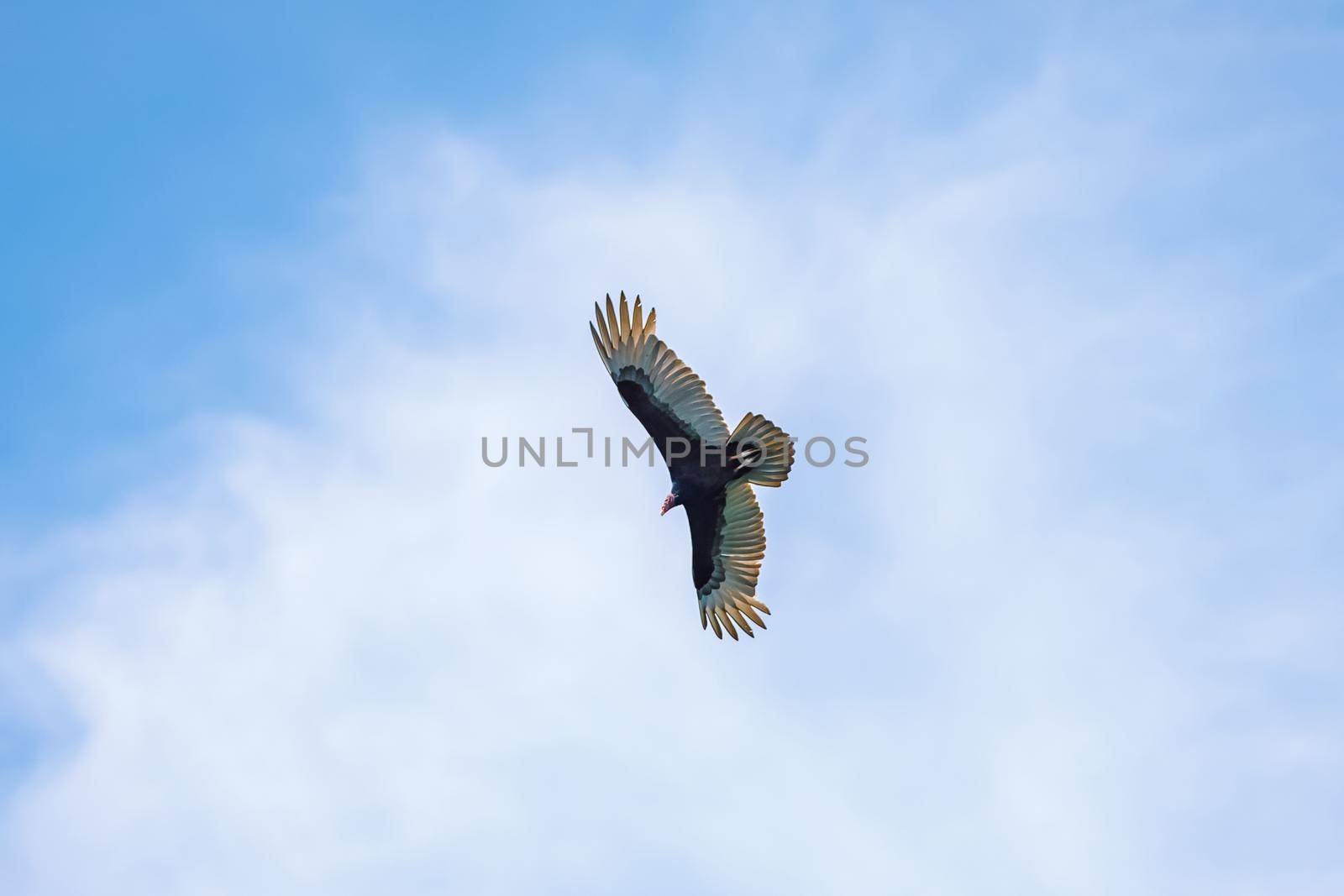 in the blue sky, an eagle soars with its wings spread wide at the height of the clouds