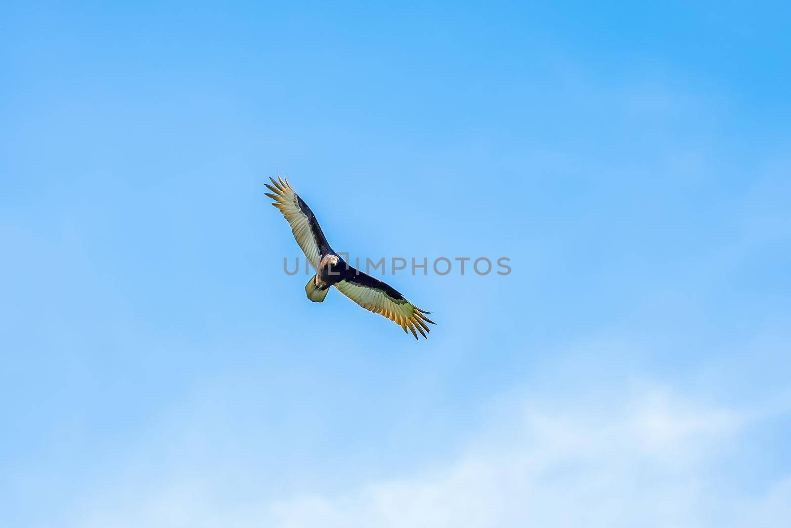 in the blue sky, an eagle soars with its wings spread wide at the height of the clouds