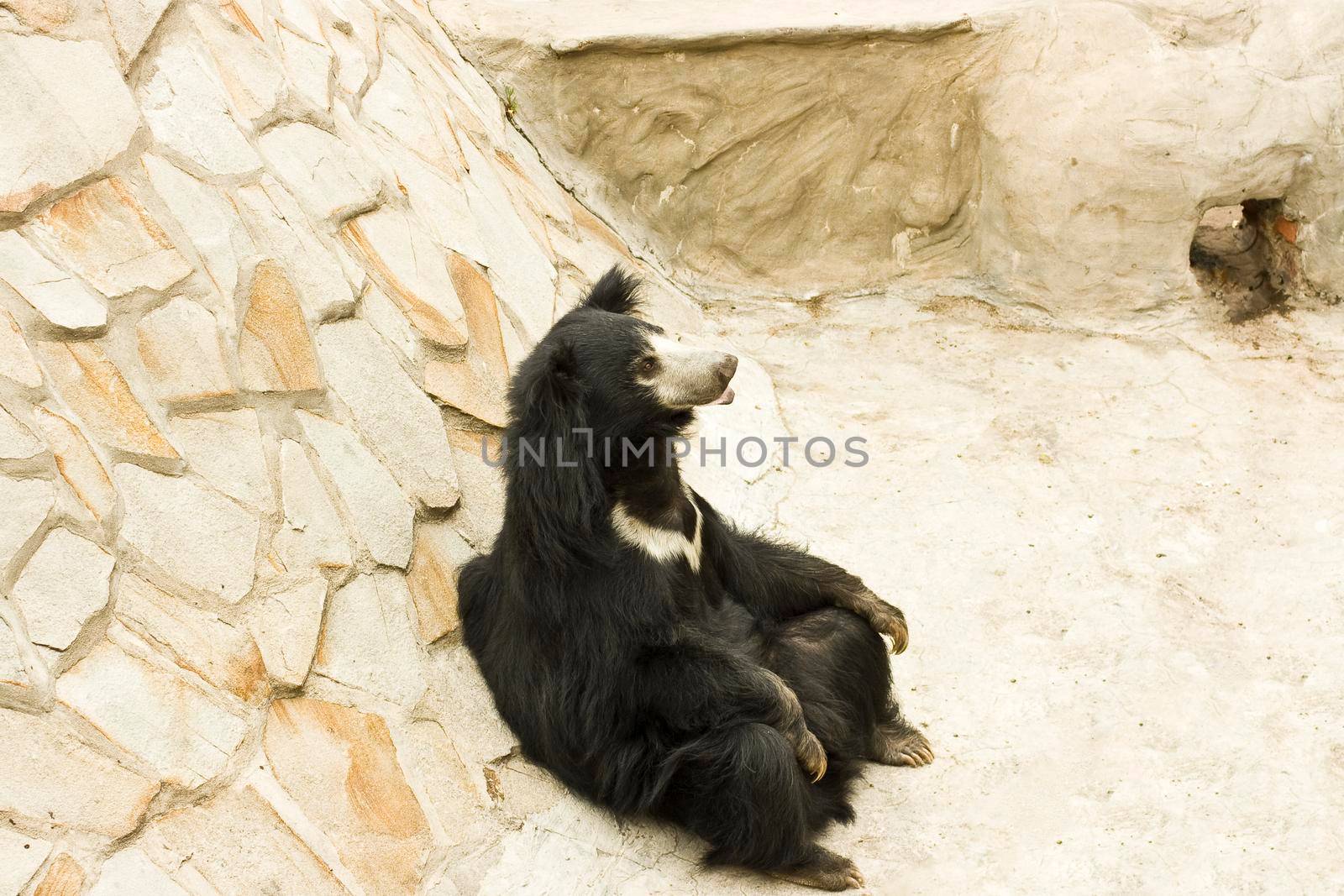 A brown black bear sits by a hill in the zoo, its paws folded in its lap.