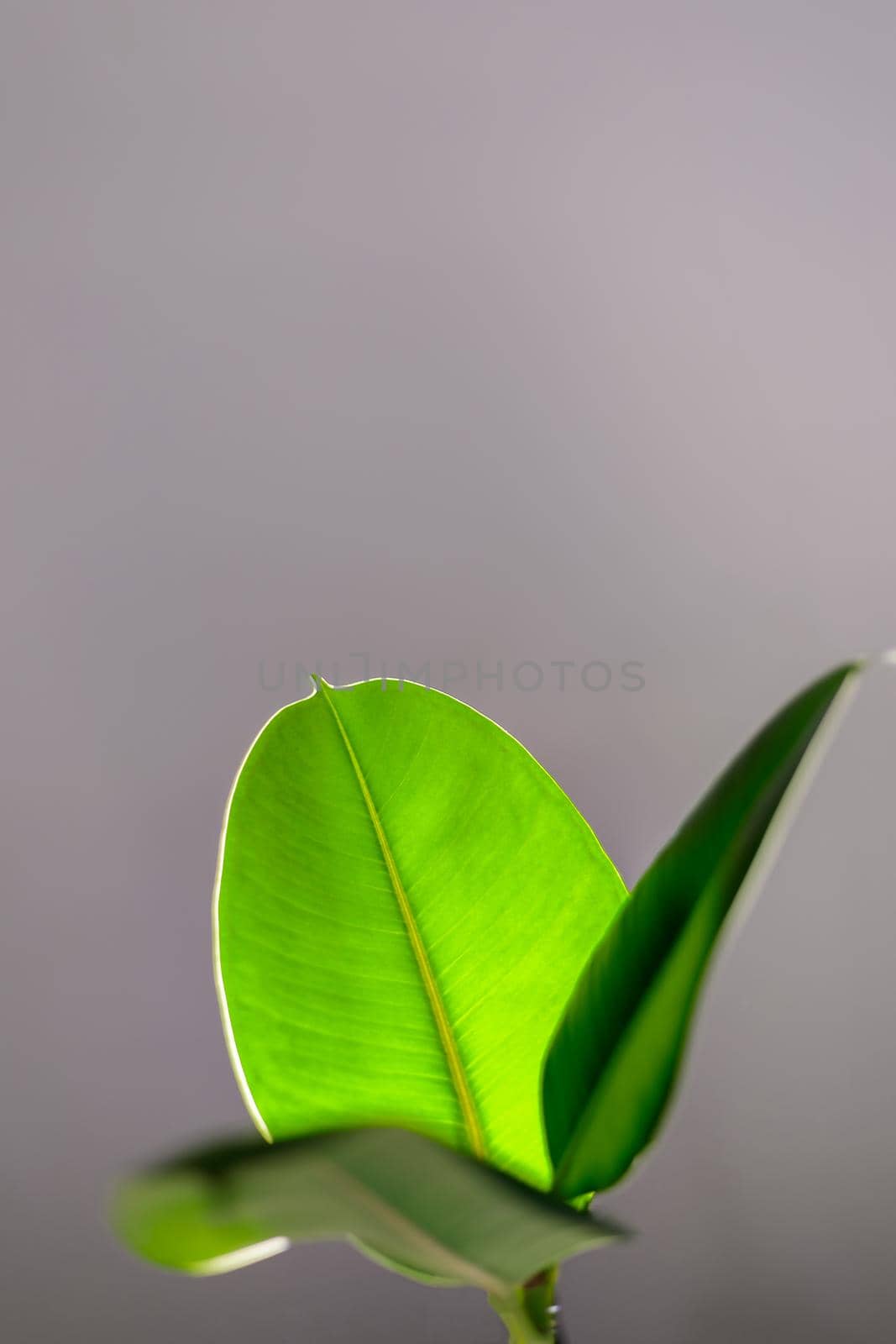 Texture of ficus leaves on a gray background.Clean leaves are illuminated by light. Juicy green color, close-up. Space for text. background
