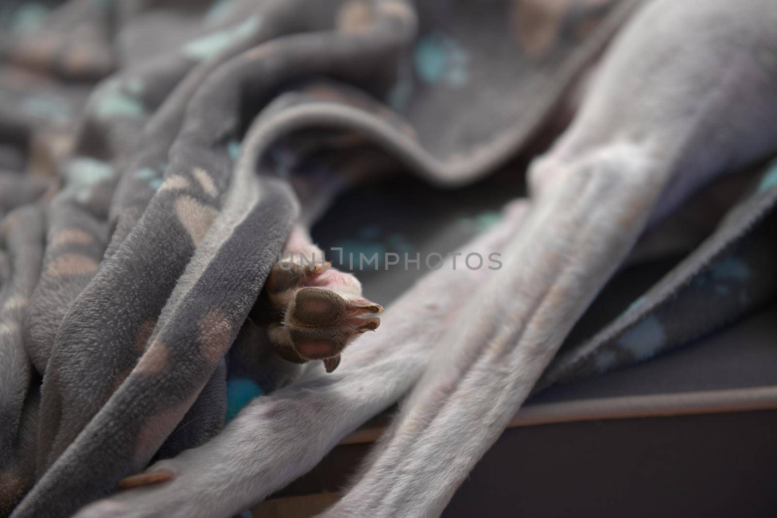 Close up of a pet greyhound's paw sticking out from under her paw patterned blanket. Muscular and slender white front legs visible too.