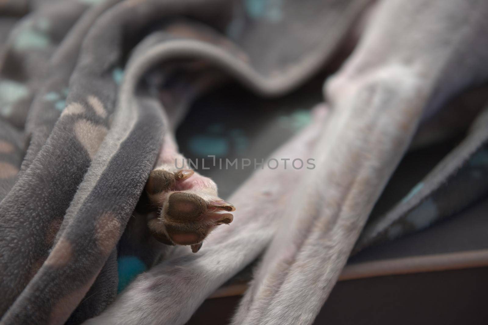 Weathered back paw and front legs of a rescued pet greyhound. Partly covered by a grey and blue soft dog blanket made from fleece. Domestic comfort