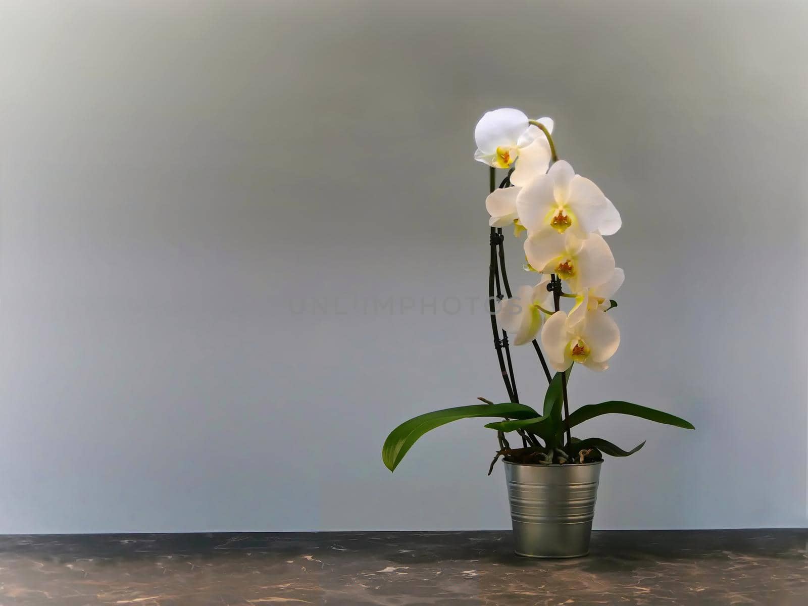 Vase of white orchids on a marble shelf and gray background