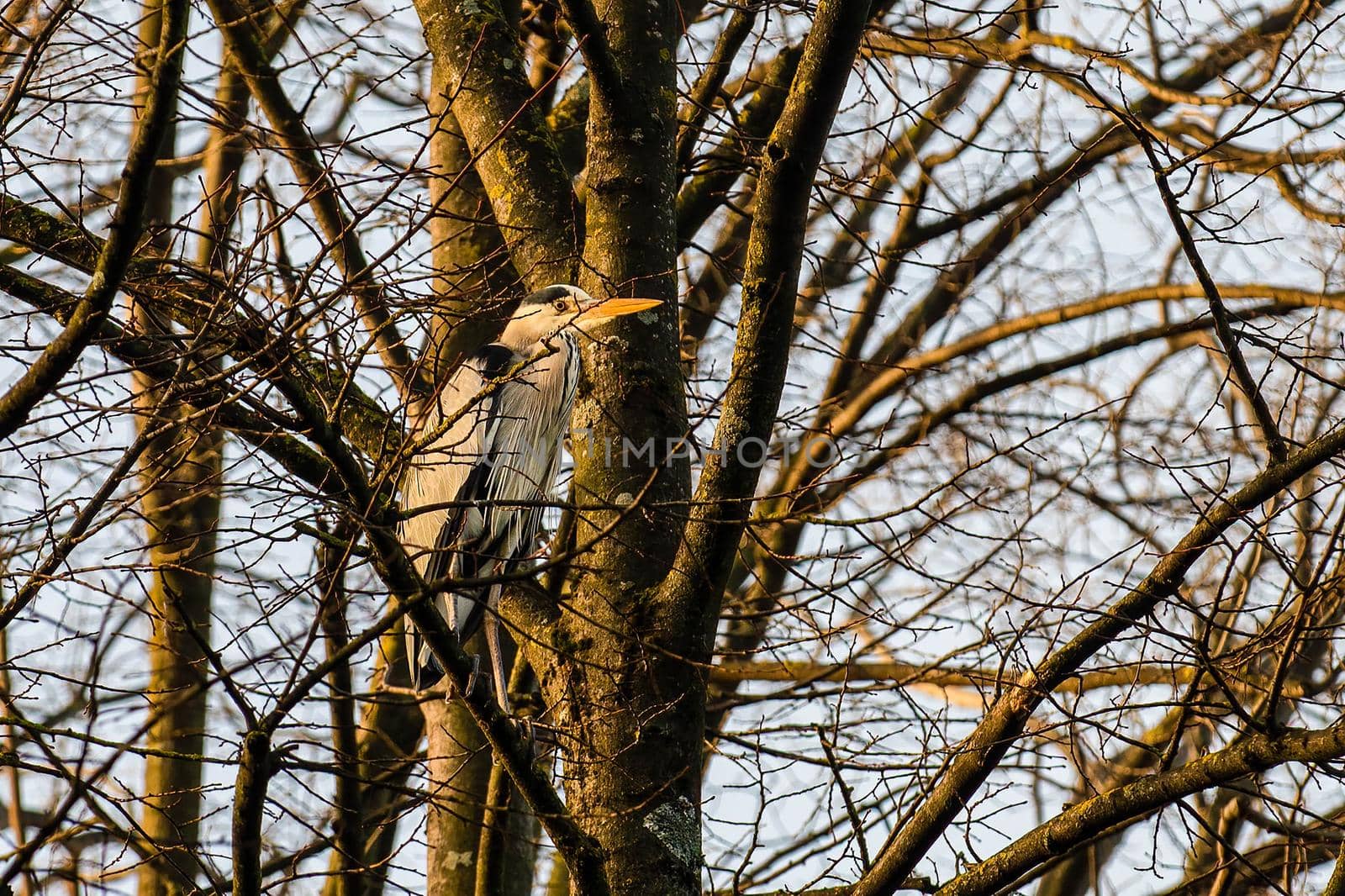 gray heron perched on a pine in the cityin winter time