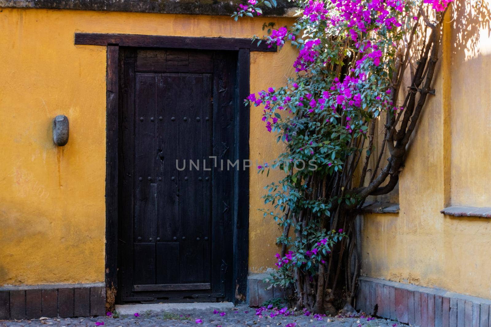 Classic yellow house and beautiful flowers in Mexico City by Kanelbulle