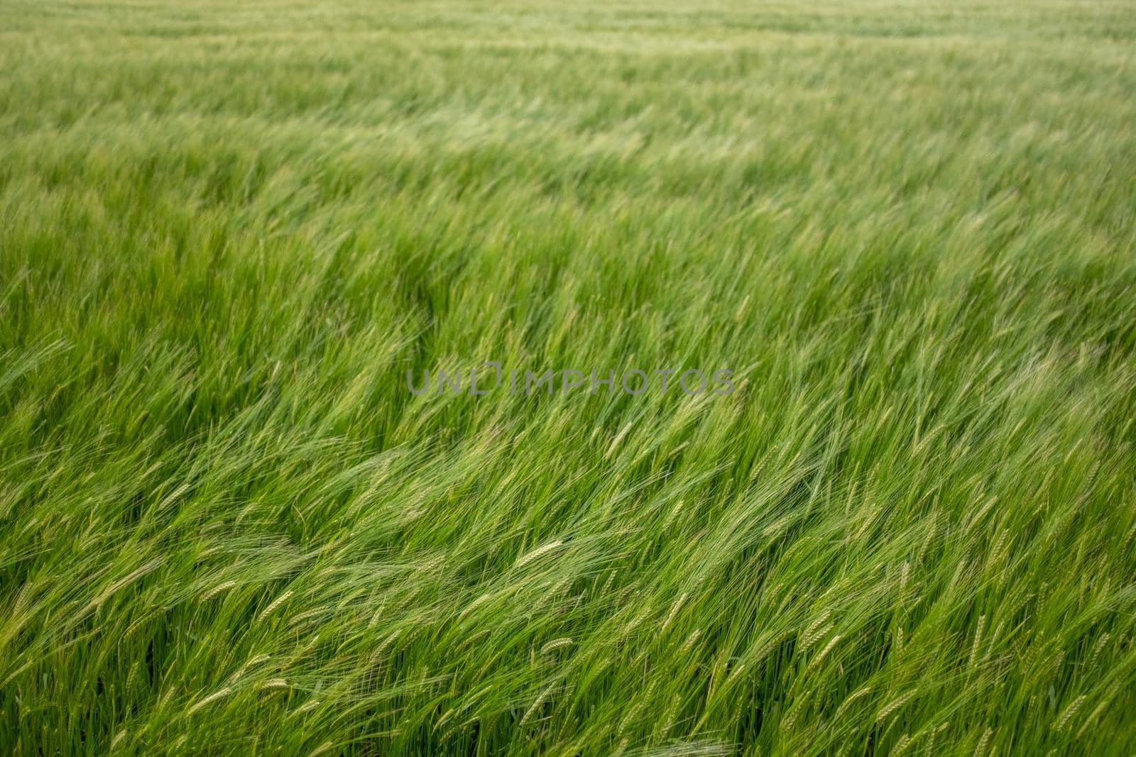 Wind In A Wheat Field by mrdoomits