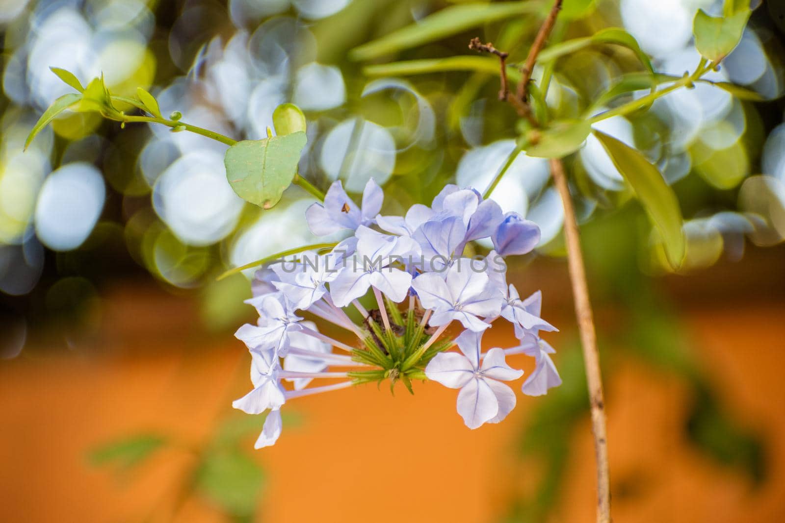 Close-up of beautiful jasmine flowers with blurry background. Bunch of lovely flowers with light blue petals and green leaves. Colorful nature