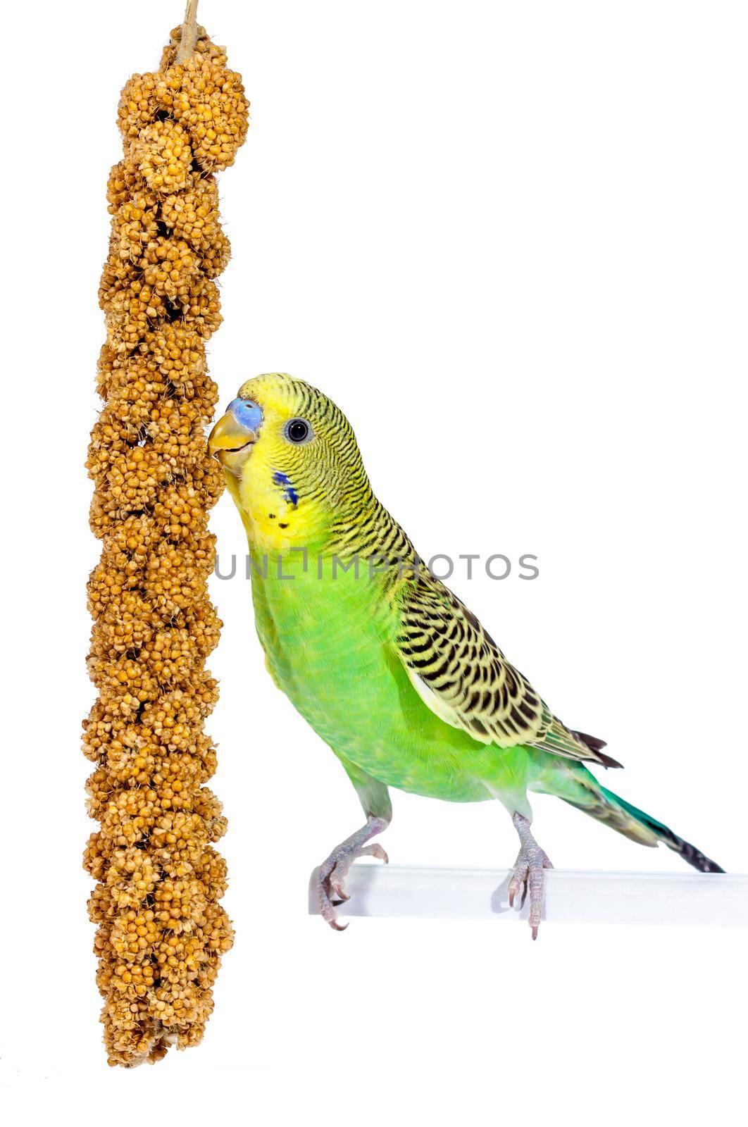 Adorable green baby parrot standing on plastic cage stick, eating delicious food seed bar. Isolated on white background.