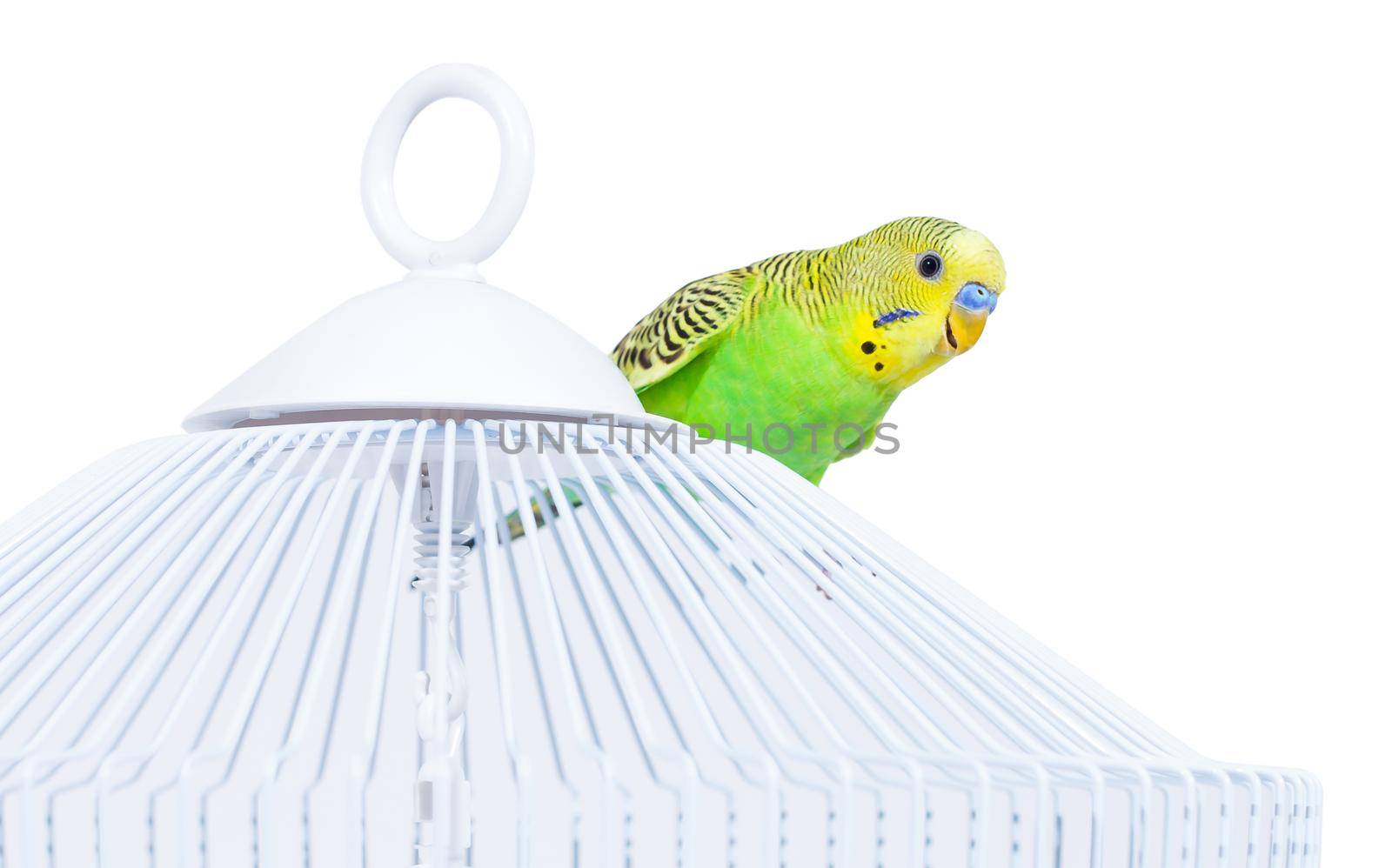 Free curious parrot standing on his cage. by Photoclarity