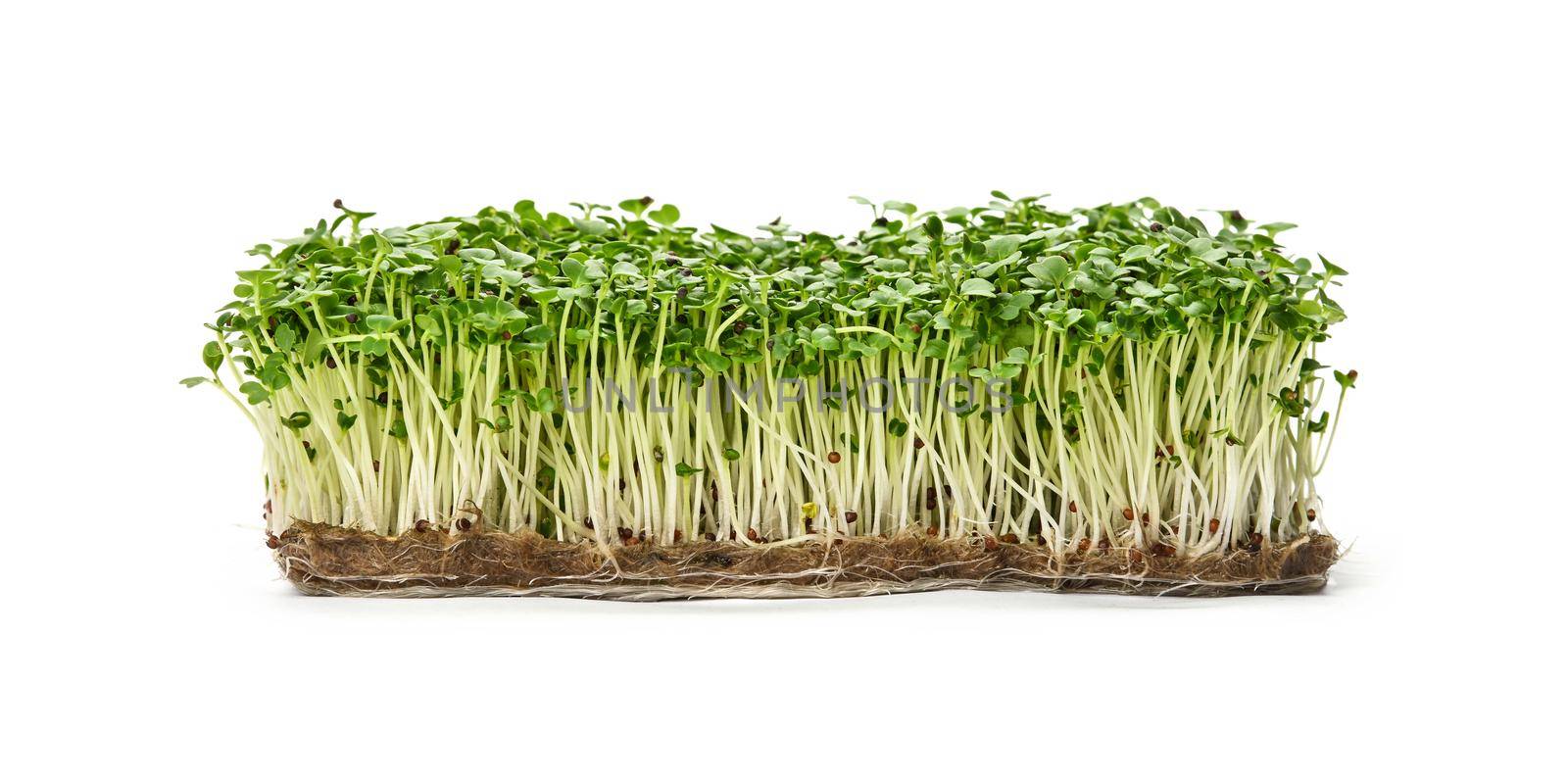 Green arugula microgreen isolated on white by BreakingTheWalls