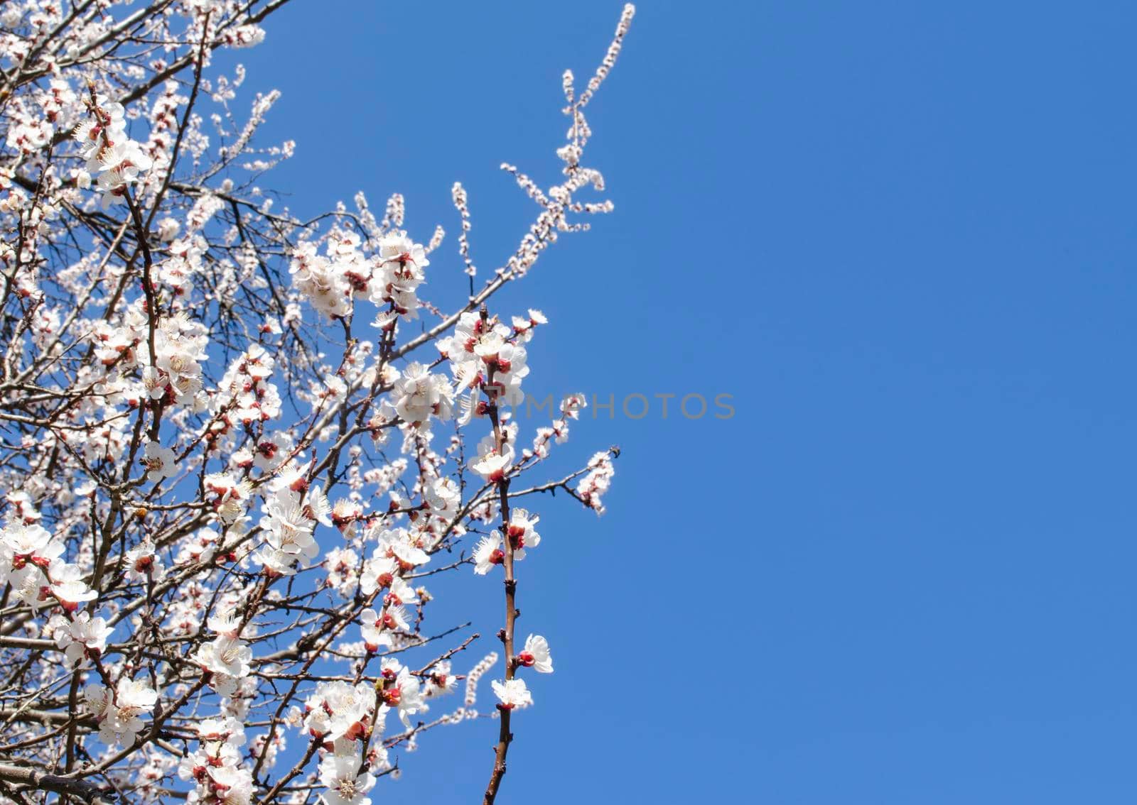 Spring flowering apricots against the blue sky. Many blossoming white flowers on the branches of the tree. Spring agro concept by mtx