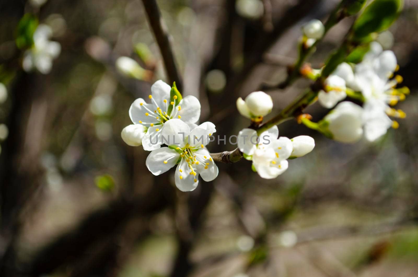 Beautiful white apple or pear blossom.Flowering apple pear tree.Fresh spring background on nature outdoors.Soft focus image of blossoming flowers in spring time. by mtx