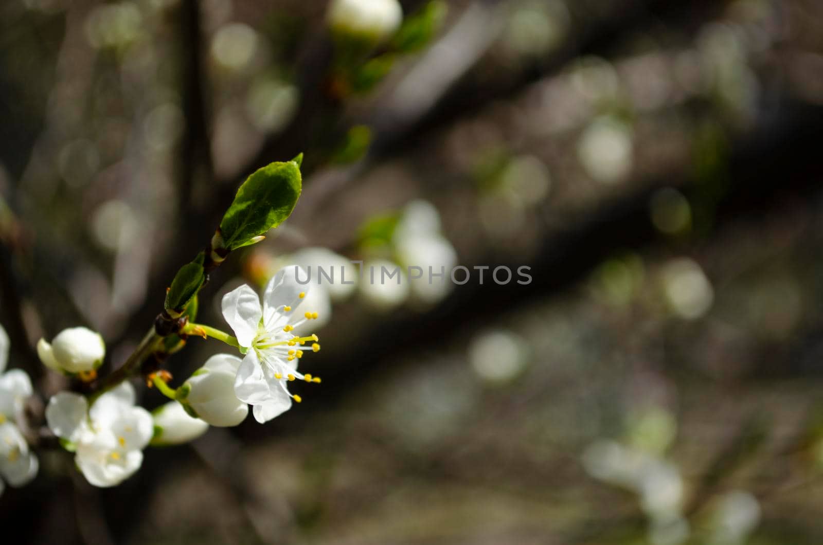 Beautiful white apple or pear blossom.Flowering apple pear tree.Fresh spring background on nature outdoors.Soft focus image of blossoming flowers in spring time. by mtx