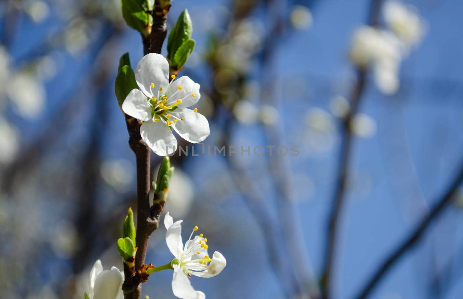 Spring flowering apple tree. Many blossoming white flowers on the branches of the tree. Spring agro concept