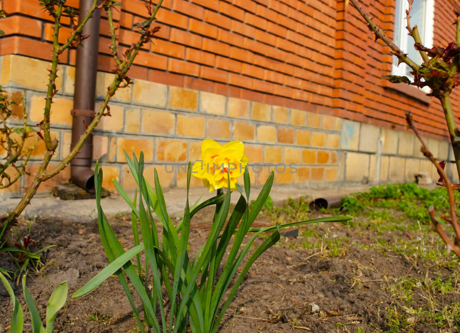 A lonely yellow flower on the ground in the garden near the house against the background of a red kerp wall. Spring mood