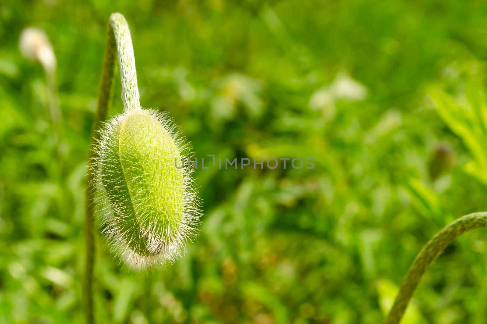 Green buds of unopened poppy. Plants after the rain. Drops on the flowers. Space for text. by mtx