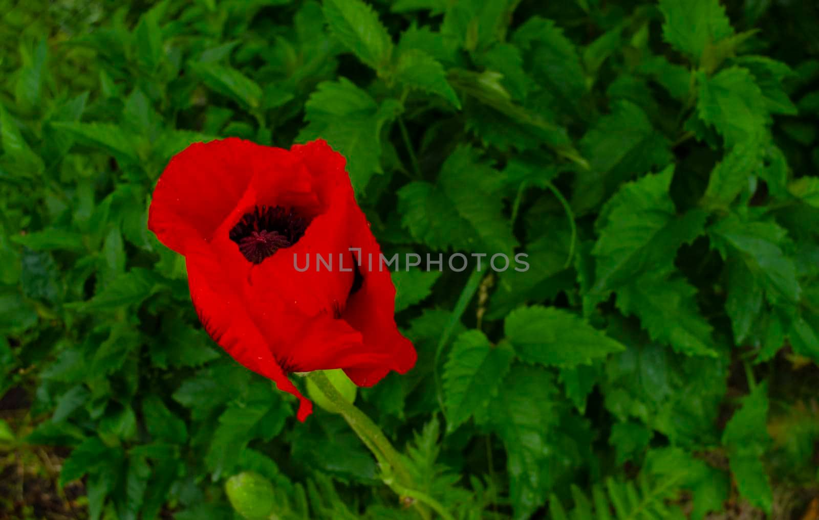 Blooming poppy. Plants after the rain. Drops on the flowers.