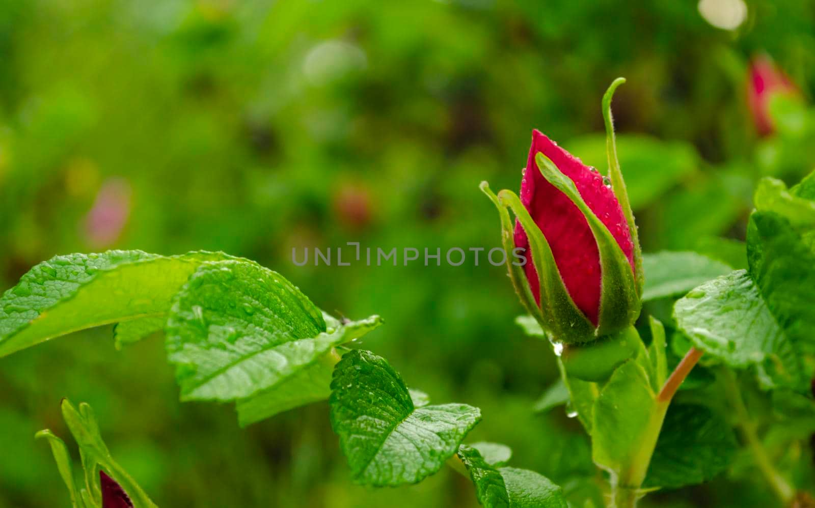 Red rose flower in roses garden. Soft focus. Rose flower in roses garden with raindrops. Space for text. by mtx