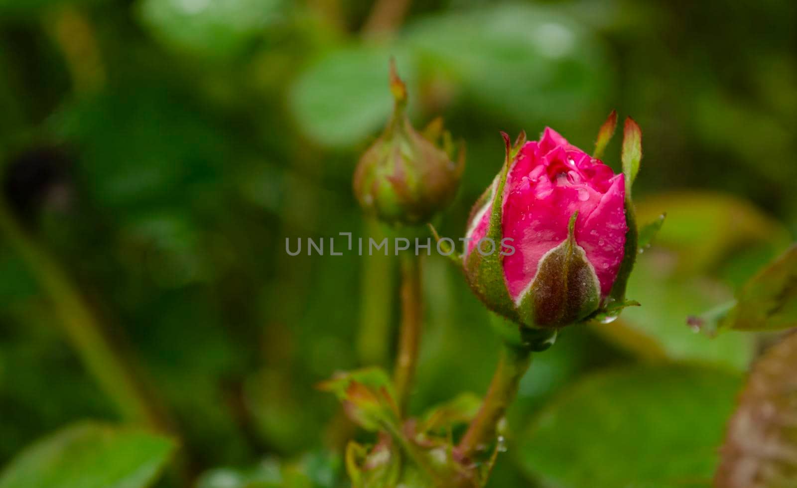 Coral rose flower in roses garden. Soft focus.Pink rose flower in roses garden with raindrops. Beautiful pink rose in a garden. by mtx