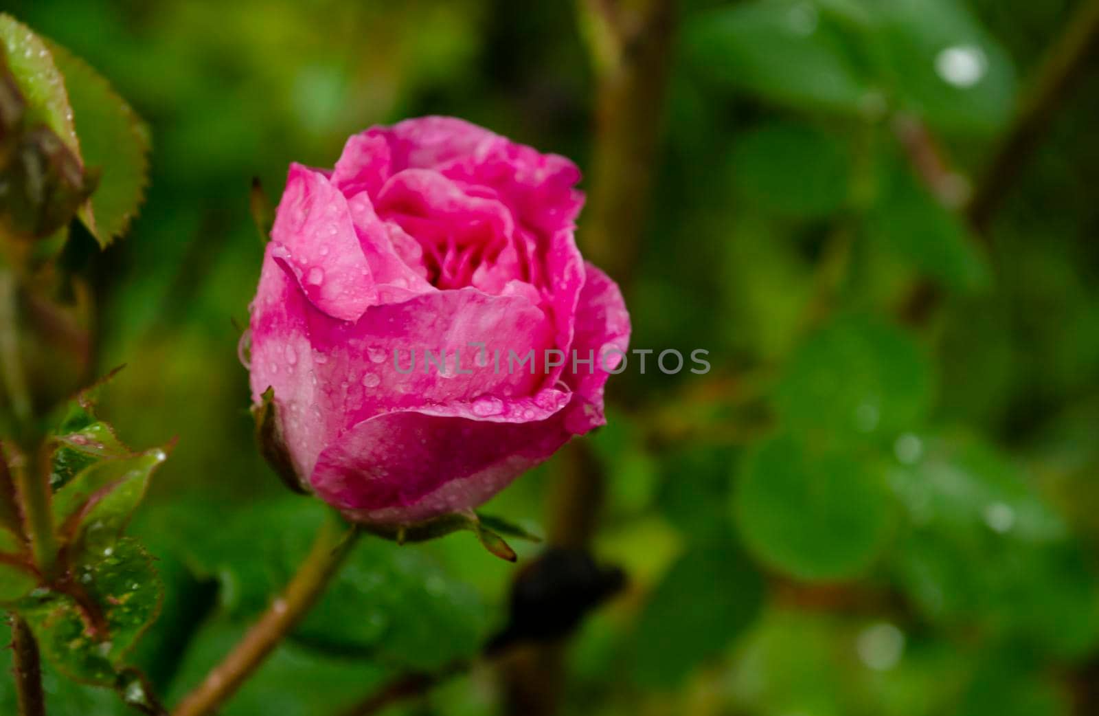 Coral rose flower in roses garden. Soft focus. Pink rose flower in roses garden with raindrops.