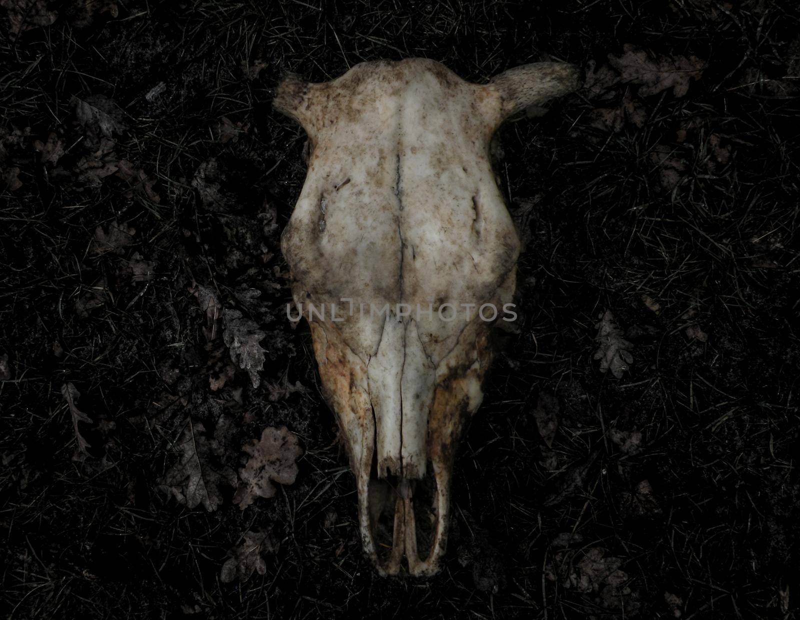 Front view of skull of a dead cow killed in the forest lying on the ground in leaves. by mtx