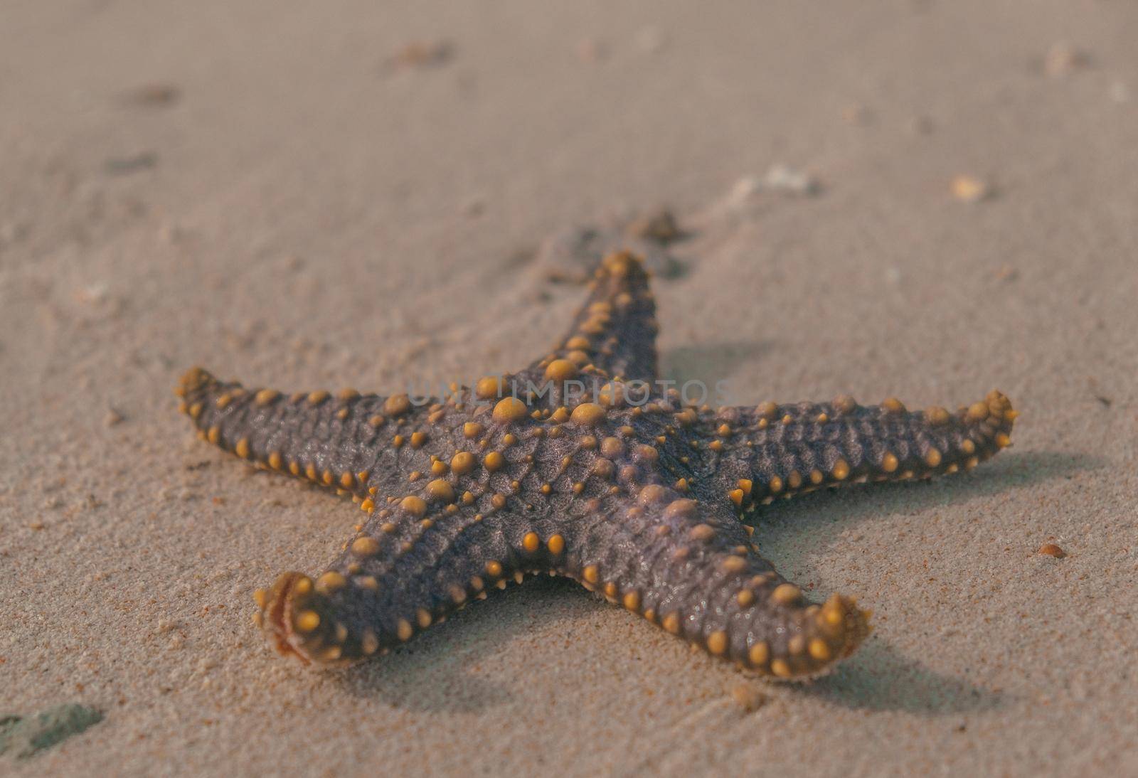 Isolated starfish lying on the sand beach - Zanzibar, Prison Island. High quality photo