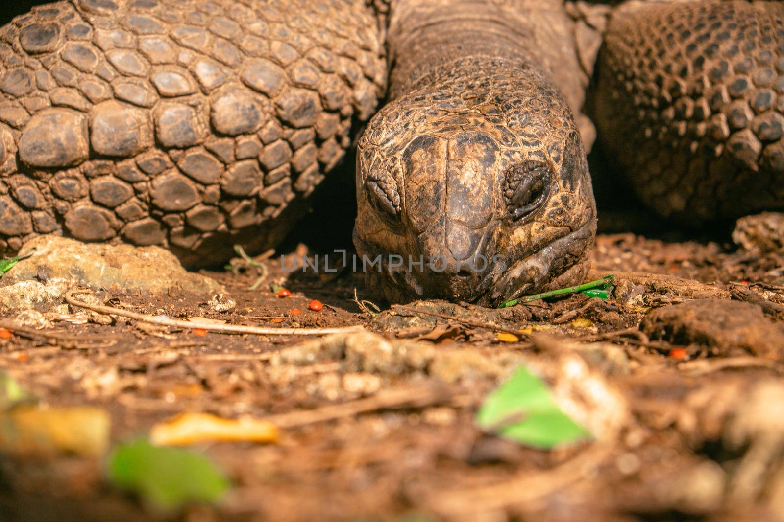 Hundred years old giant turtle - Prison Island, Zanzibar. High quality photo