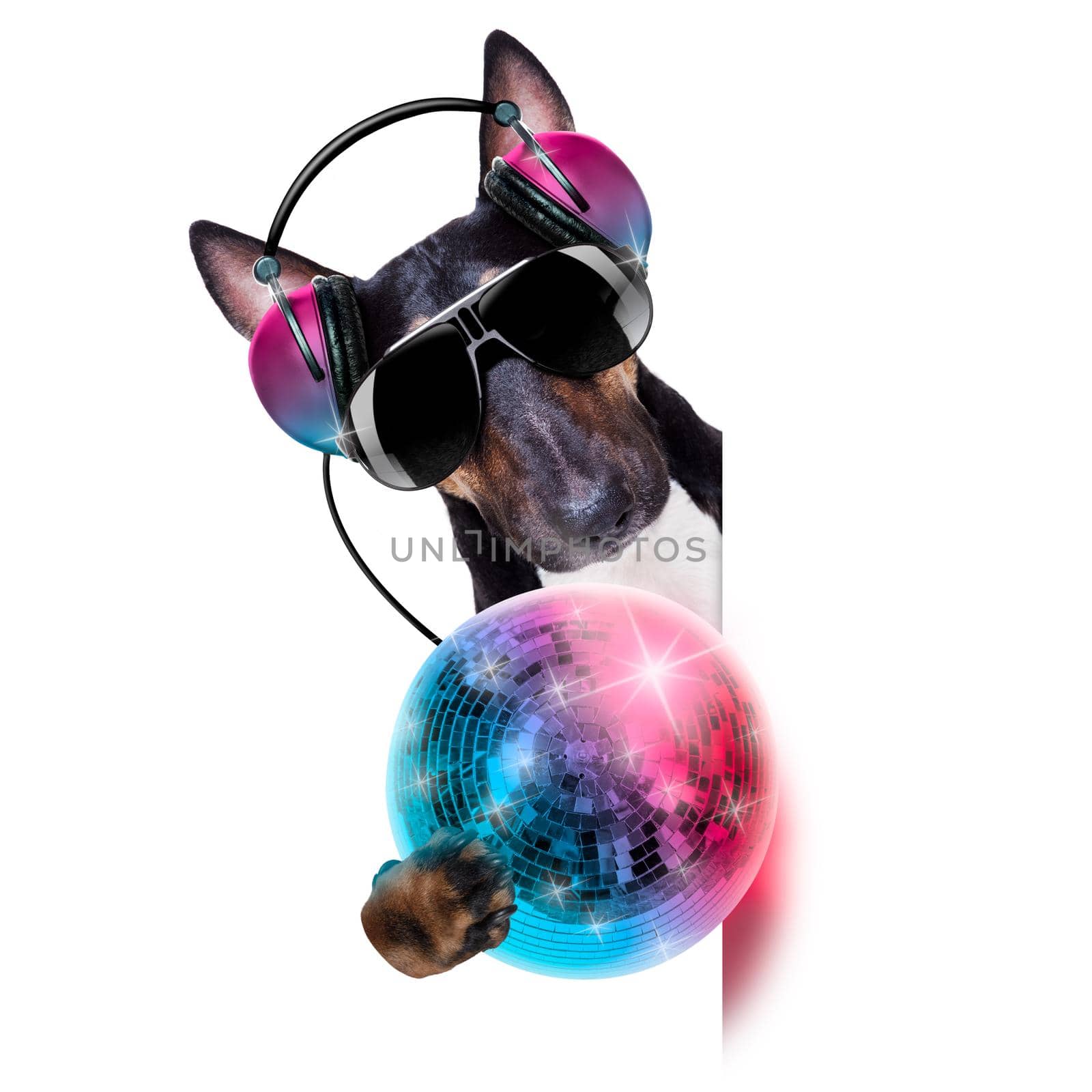 Dj bull terrier dog playing music in a club with disco ball , isolated on white background, behind banner or placard