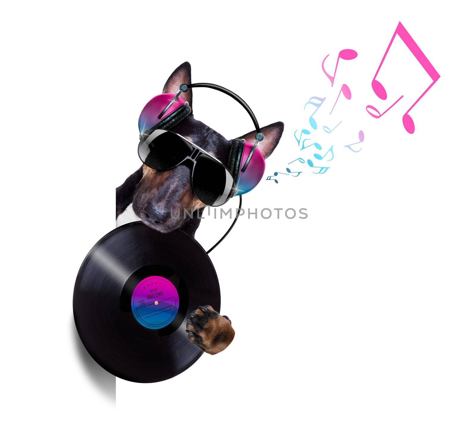 Dj bull terrier dog playing music in a club with disco ball , isolated on white background, with vinyl record behind banner or placard