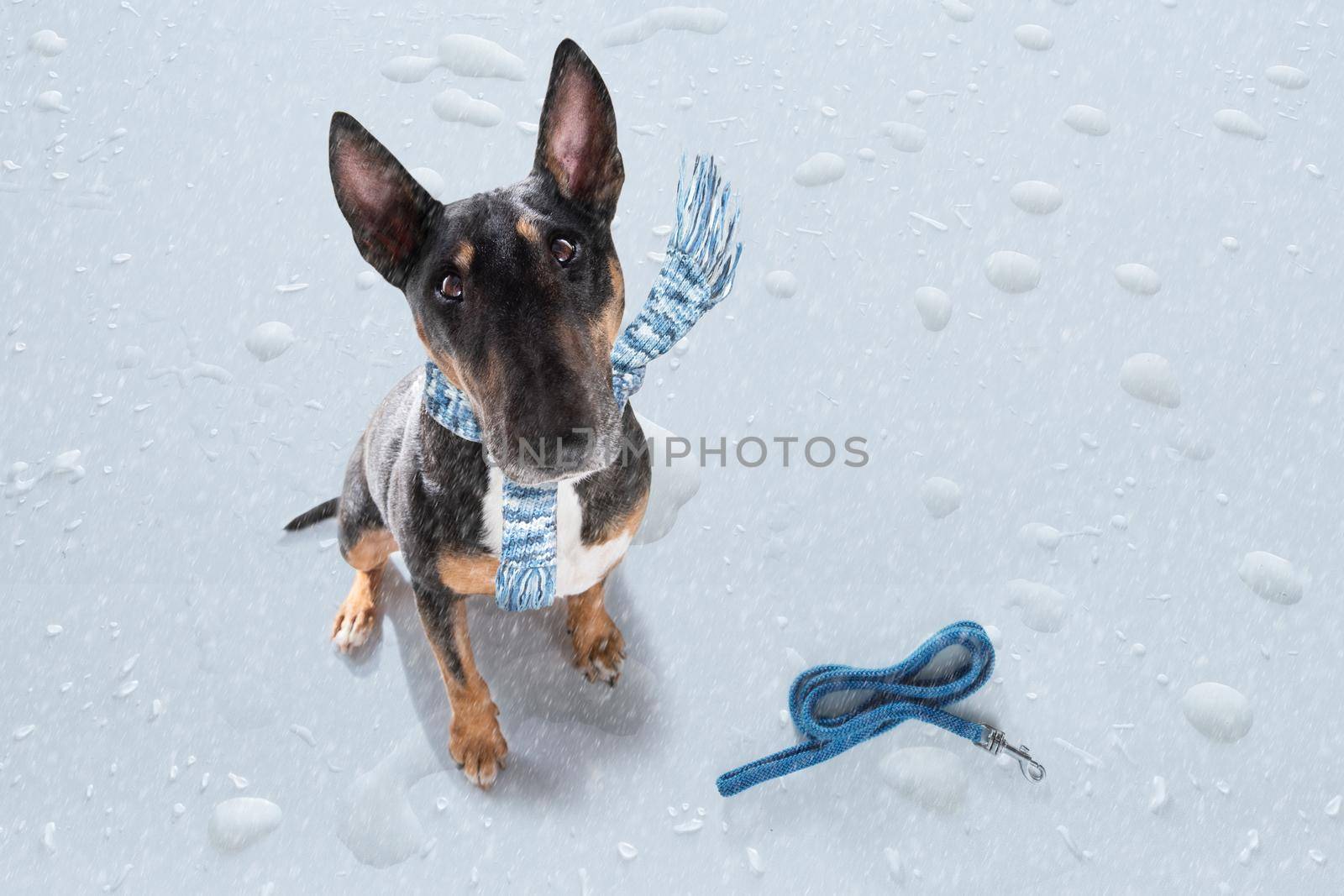 miniature Bull Terrier dog in rain and snow bad weather ready to go for a walk with leash and scarf