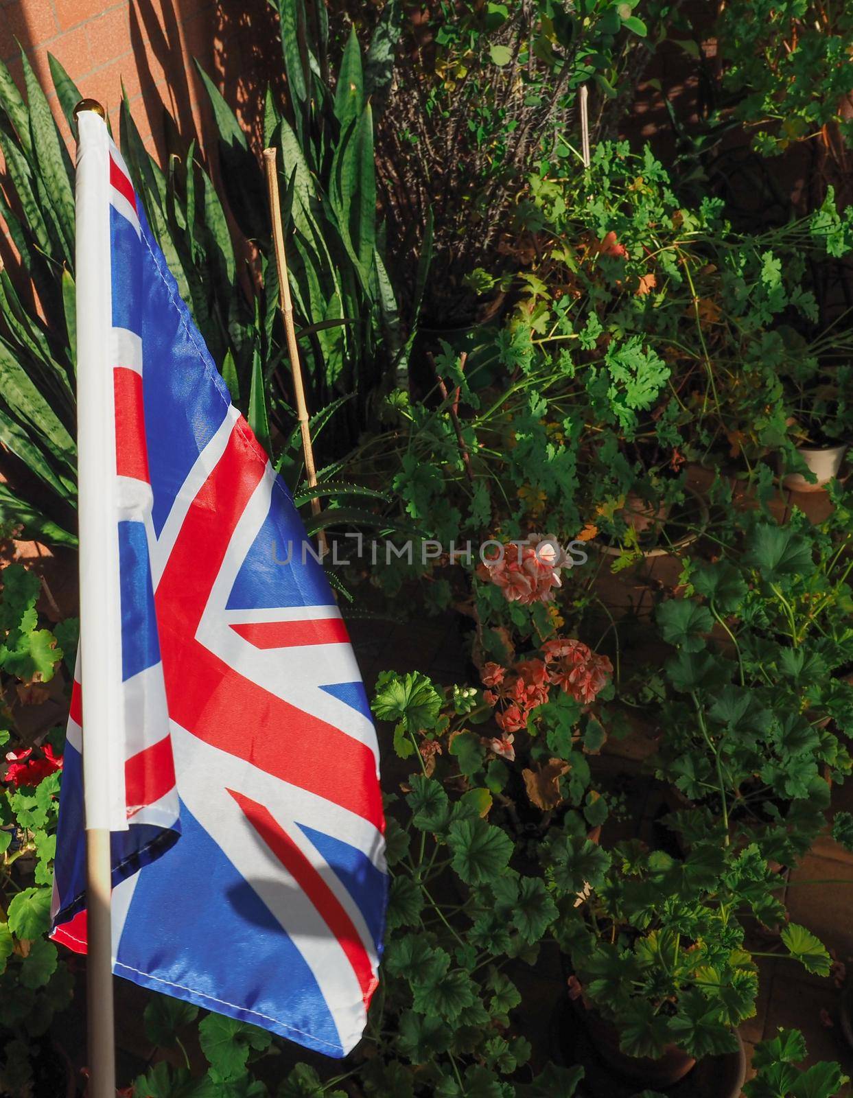 flag of the United Kingdom (UK) aka Union Jack with house plants by claudiodivizia