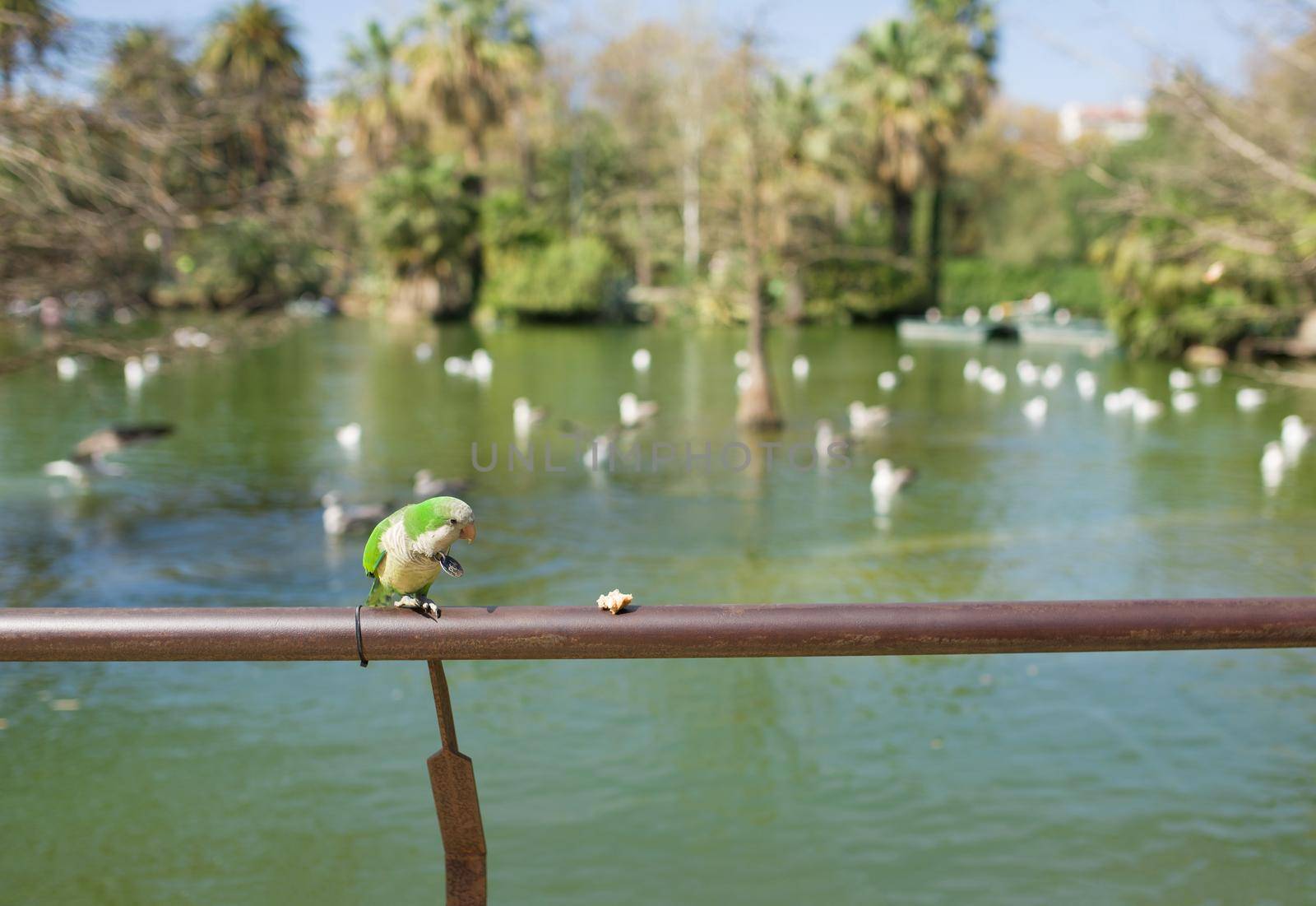 Barcelona ciutadella park. Tropical garden, lake and palms, many beautiful birds live here. parrot eats bread by aprilphoto