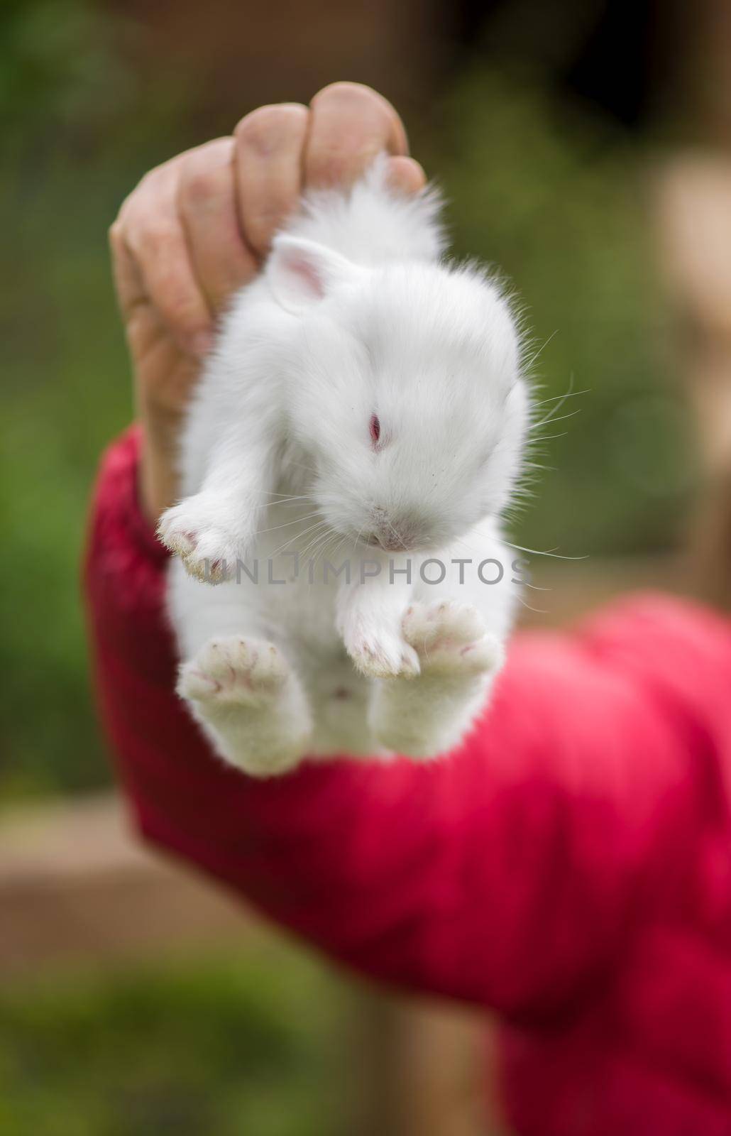 woman holds little rabbit on the farm by aprilphoto