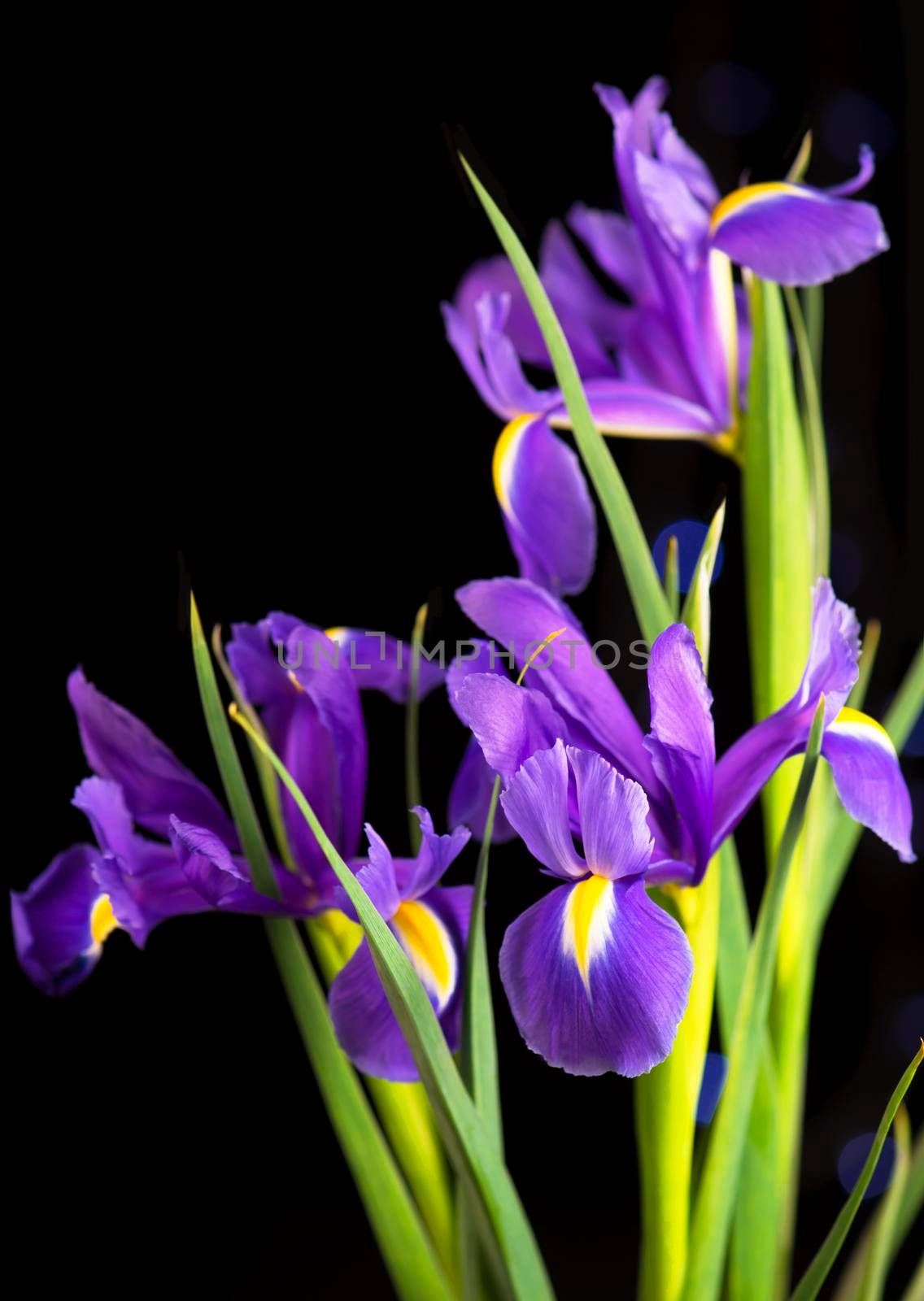 beautiful blooming iris on a black background closeup