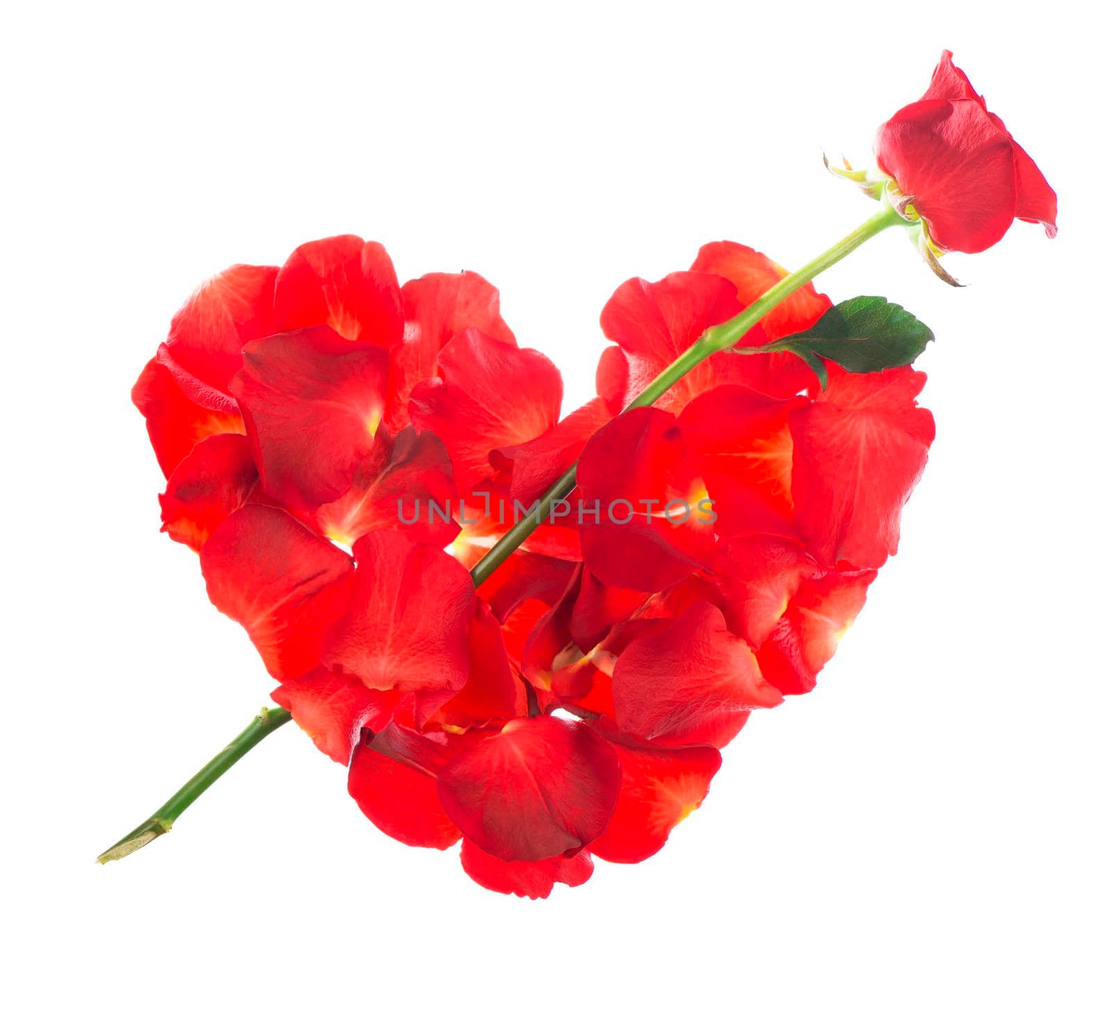 Red rose petals  isolated over the white background