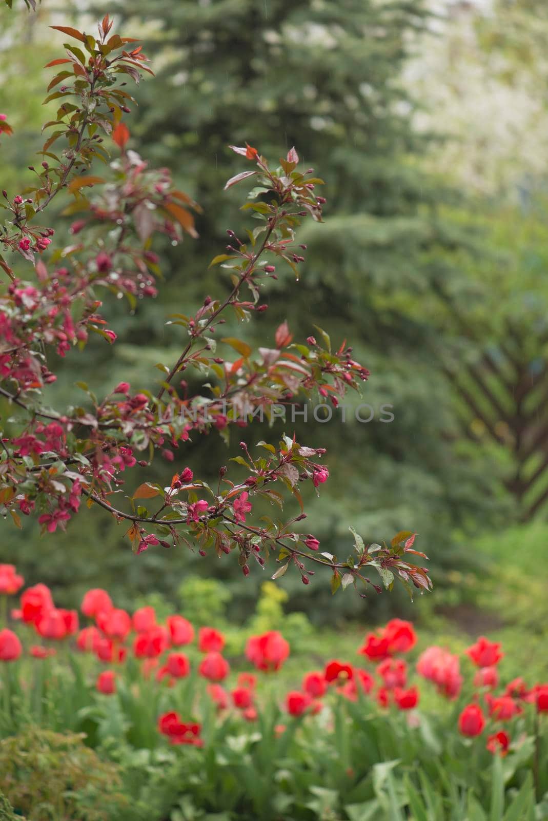 Tulips flowers on a blur background of nature. Spring background