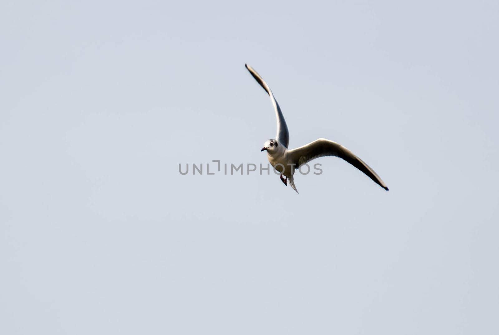 volatile seagull flying free in the sky on a sunny day