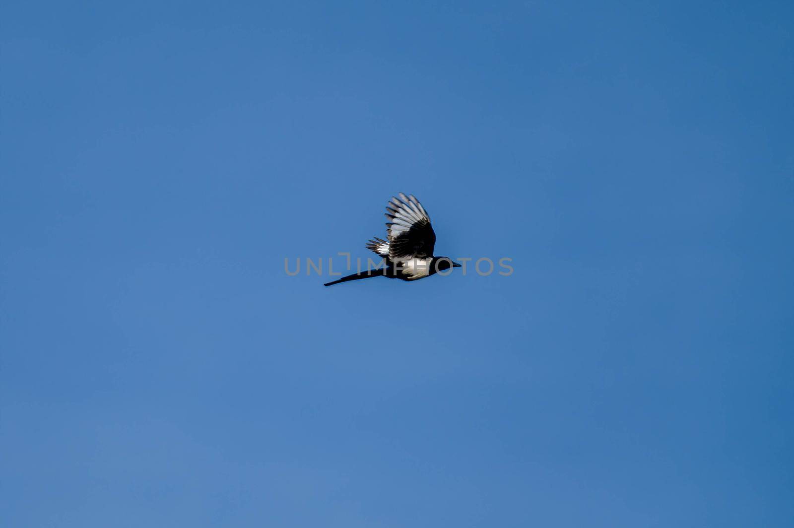 volatile magpie flying free in the sky on a sunny day