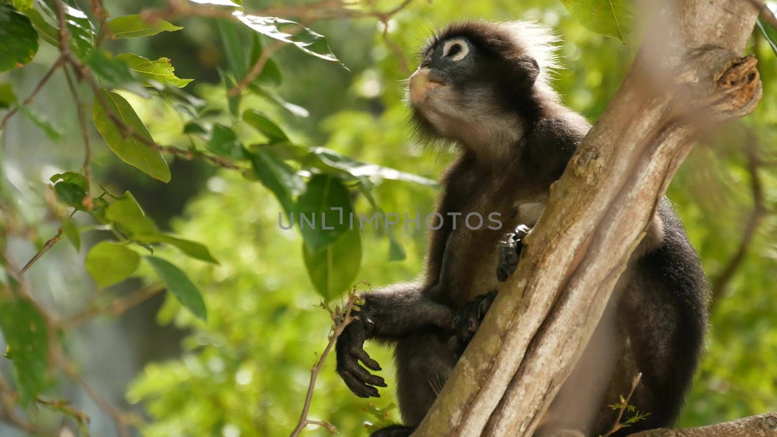 Cute spectacled leaf langur, dusky monkey on tree branch amidst green leaves in Ang Thong national park in natural habitat. Wildlife of endangered species of animals. Environment conservation concept.