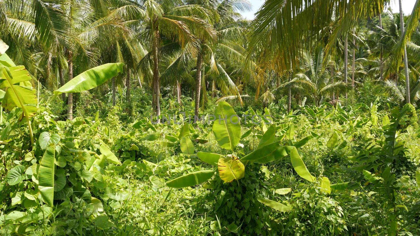 Bright greenery banana plantation and coconut palm tree in sunny day in Thailand. Typical landscape in Thailand. Traditional Agriculture in Asia. Bright juicy exotic tropical leaves backdrop.
