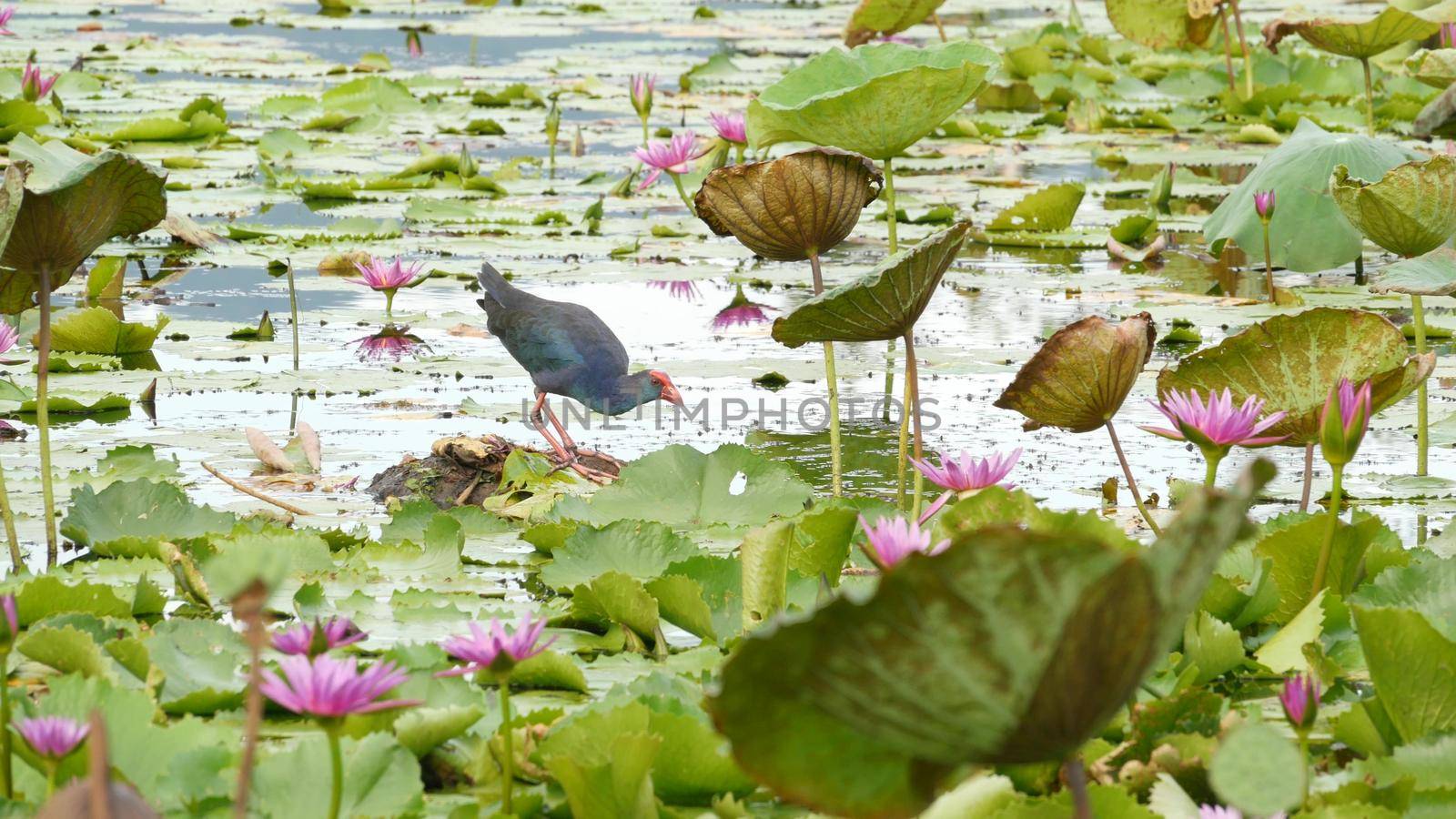 Western swamphen on lake with water lilies, pink lotuses in gloomy water reflecting birds. Migratory birds in the wild. Exotic tropical pond. Environment conservation, endangered species