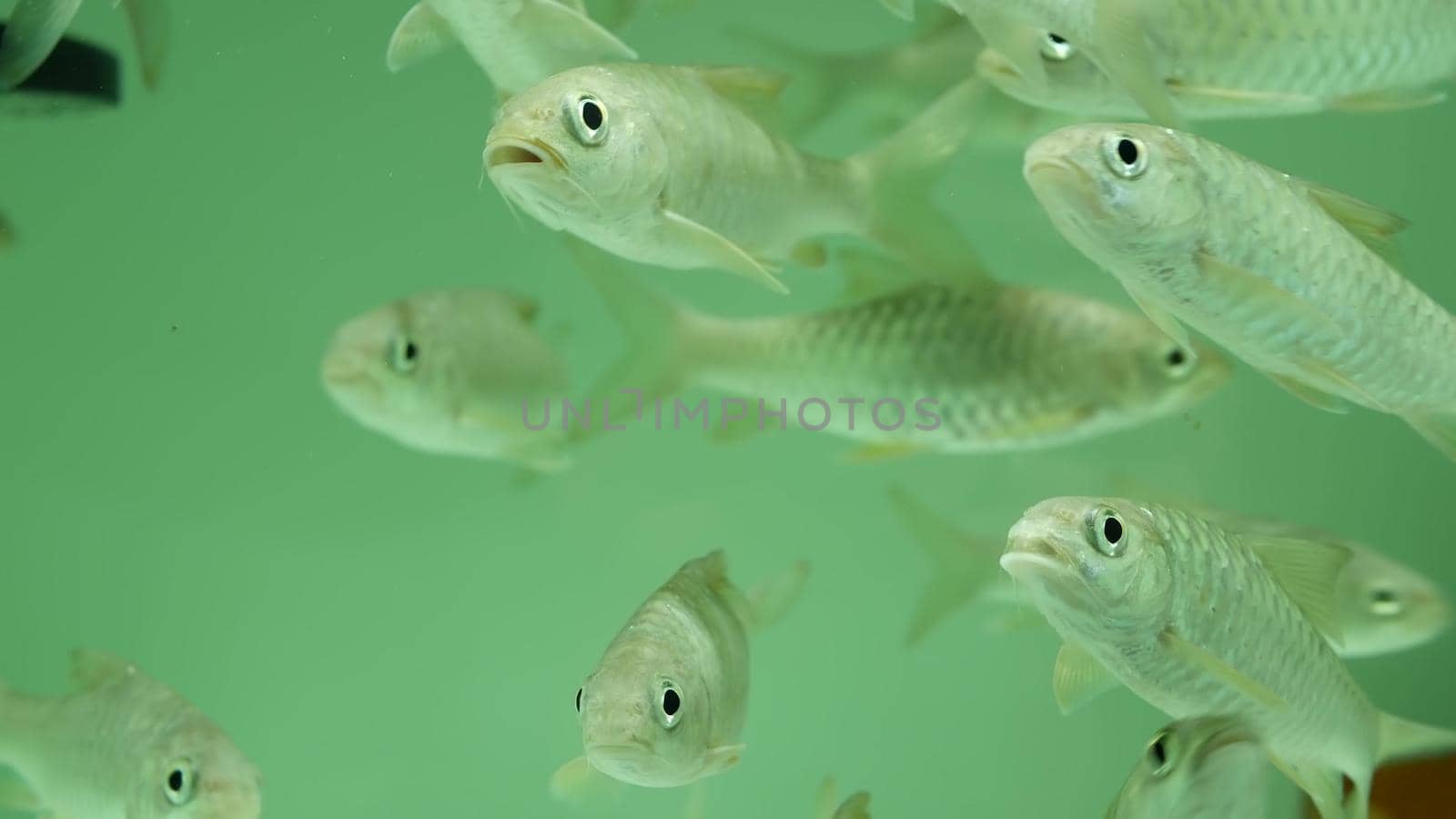 Diversity of tropical fishes in exotic decorative aquarium. Assortment in chatuchak fish market pet shops. Close up of colorful pets displayed on stall. Variety for sale on counter, trading on bazaar