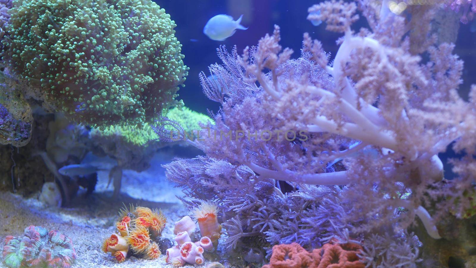 Species of soft corals and fishes, lillac aquarium under violet or ultraviolet uv light. Purple fluorescent tropical aquatic paradise exotic background, coral in pink vibrant fantasy decorative tank