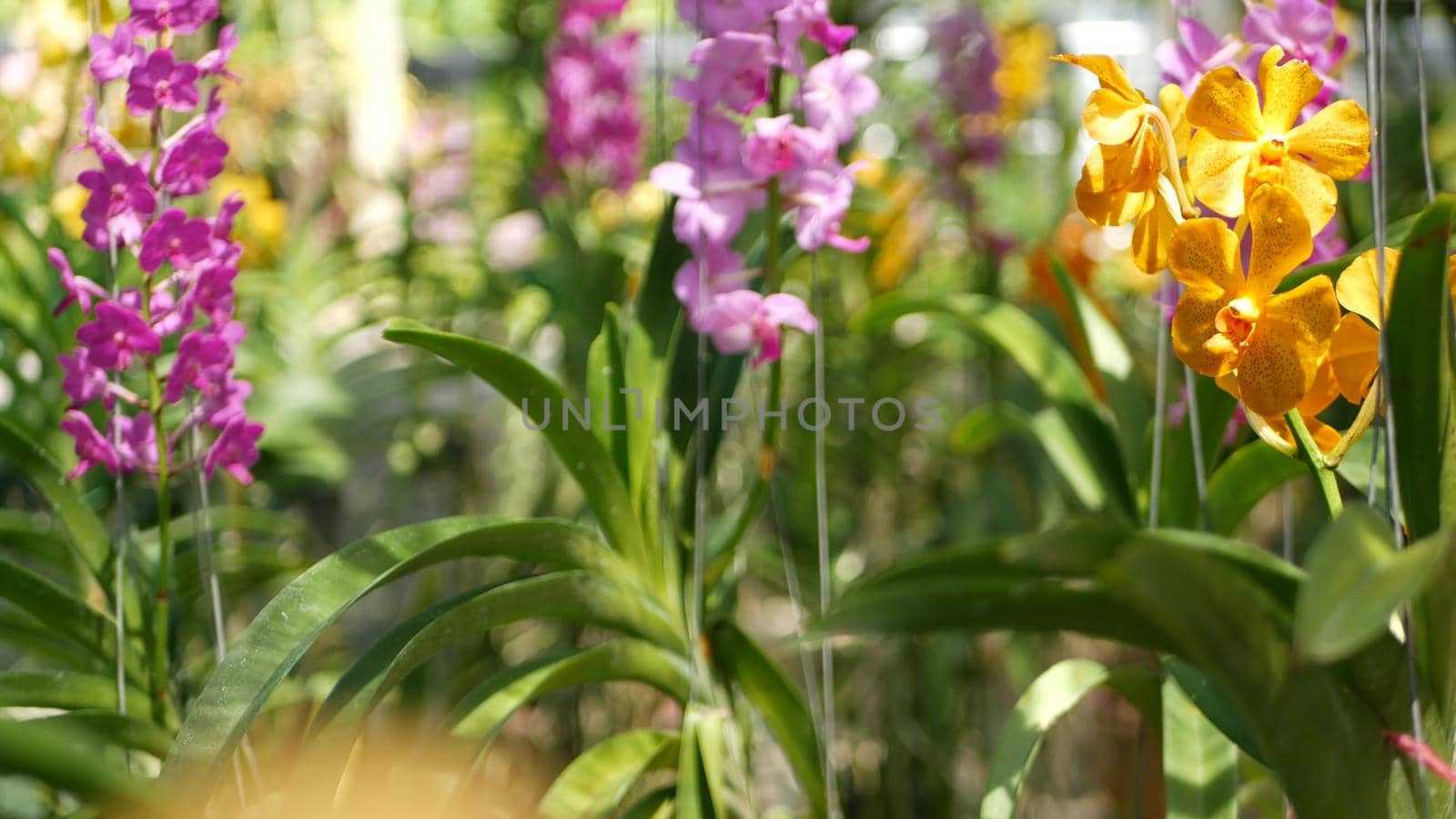 Blurred macro close up, colorful tropical orchid flower in spring garden, tender petals among sunny lush foliage. Abstract natural exotic background with copy space. Floral blossom and leaves pattern.