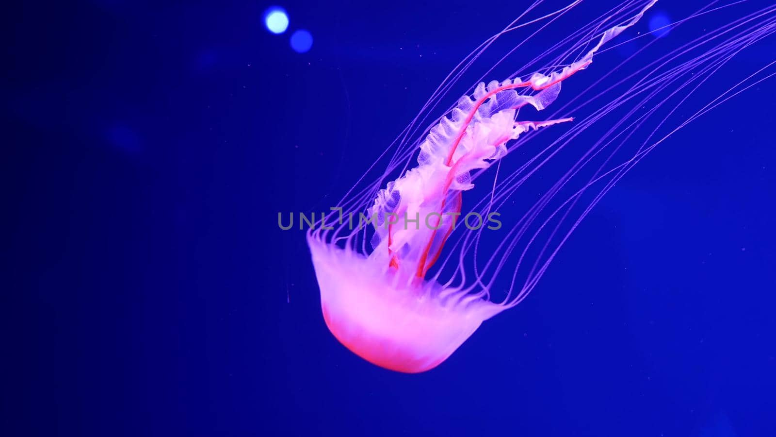 Shiny vibrant fluorescent jellyfish glow underwater, dark neon dynamic pulsating ultraviolet blurred background. Fantasy hypnotic mystic pcychedelic dance. Vivid phosphorescent cosmic medusa dancing.